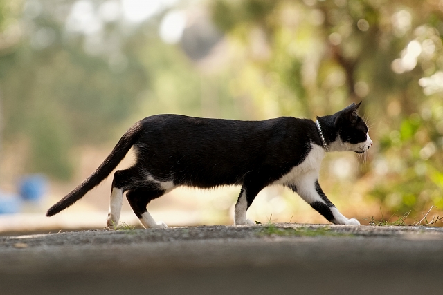 猫探偵24の調査料金 1日2万円（税別）から