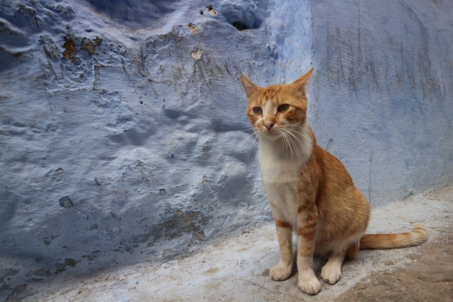 猫の行動パターンを知り尽くしたプロが、効率的な捜索ルートを設計します